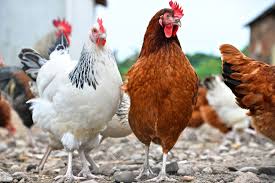 14 Fun Facts About Chickens